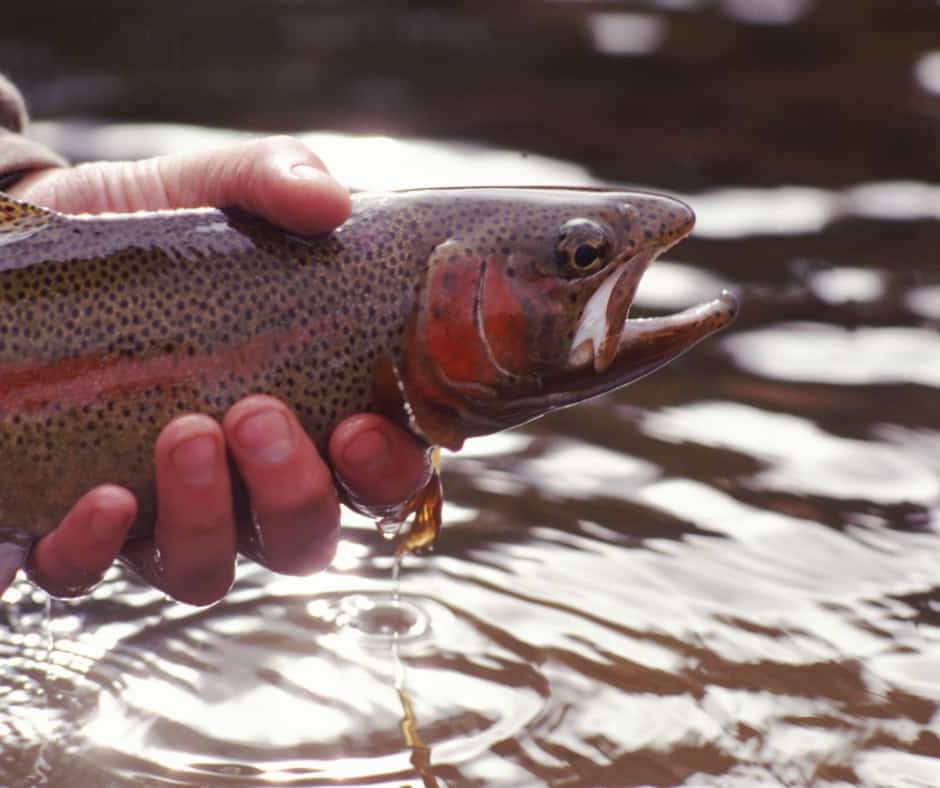 5 Foolproof Expert Tips For Choosing The Best Bait To Fish With