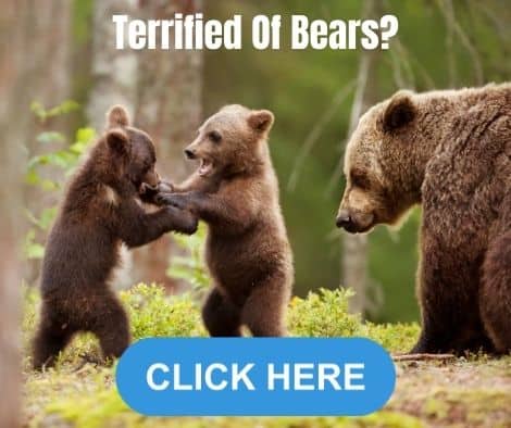 Photo of a brown bear with cubs and a button telling people to click here if they are scared of camping with bears.