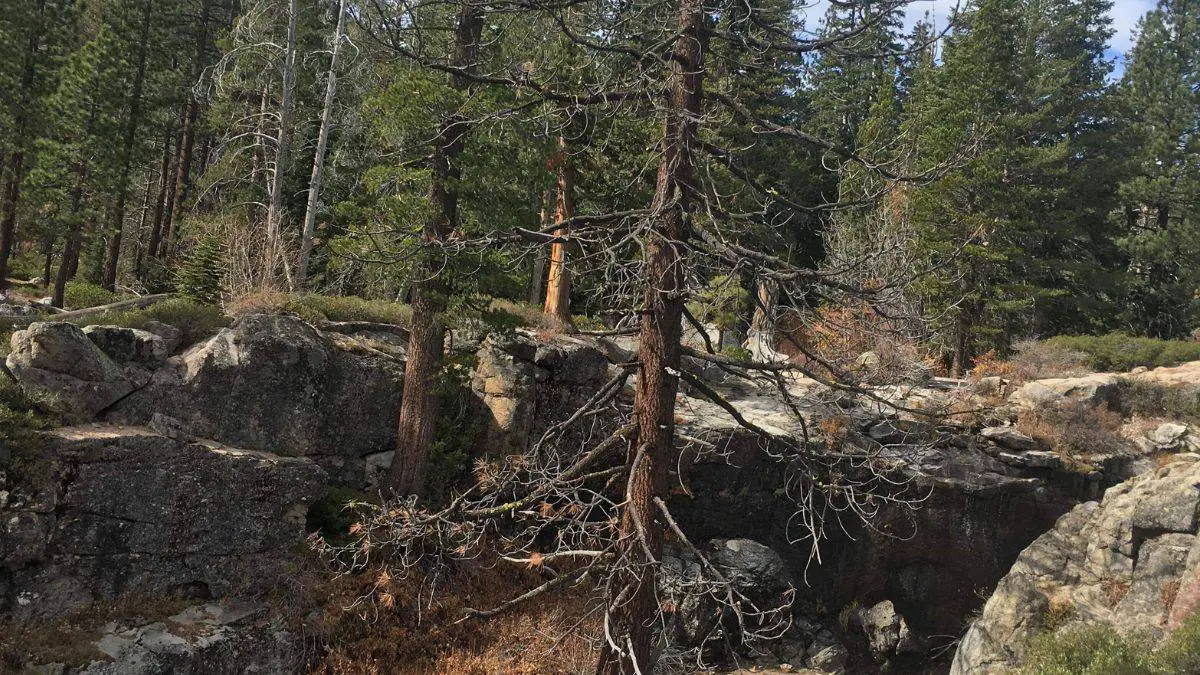 Trees in Northern California