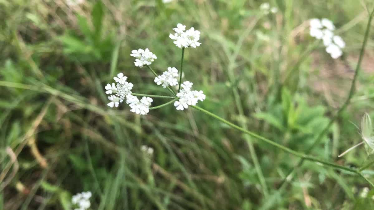 A wildflower in Plano, Texas