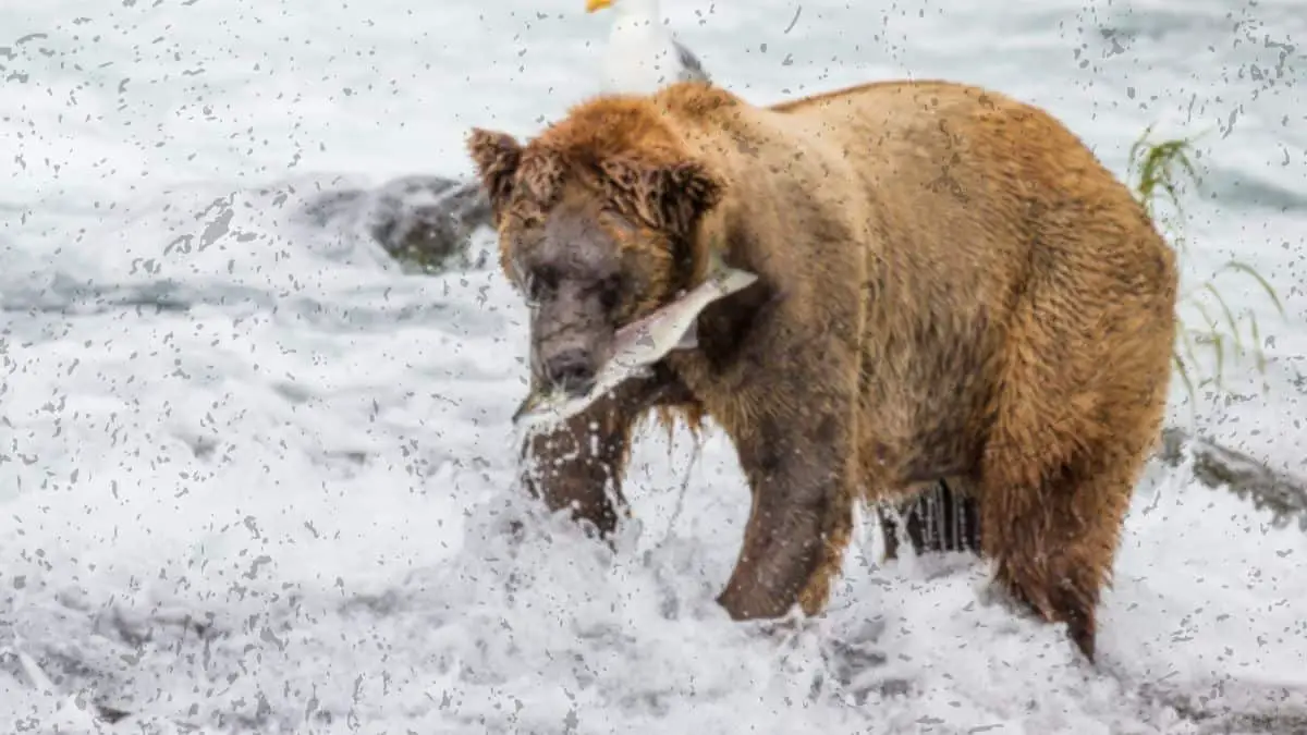 Photograph of a bear catching a fish