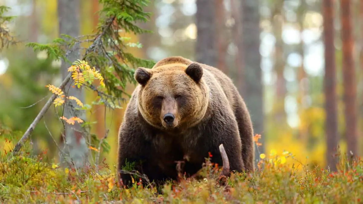 Photograph of a bear walking in the woods