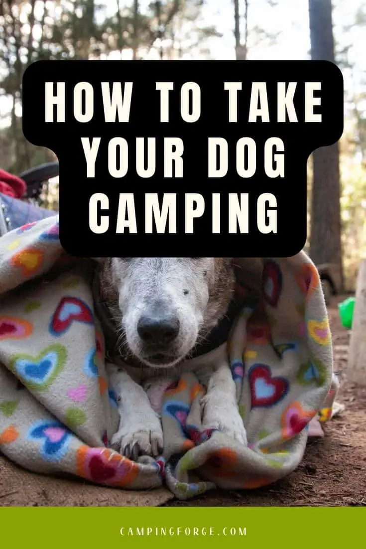 Pinterest image for How To Take Your Dog Camping