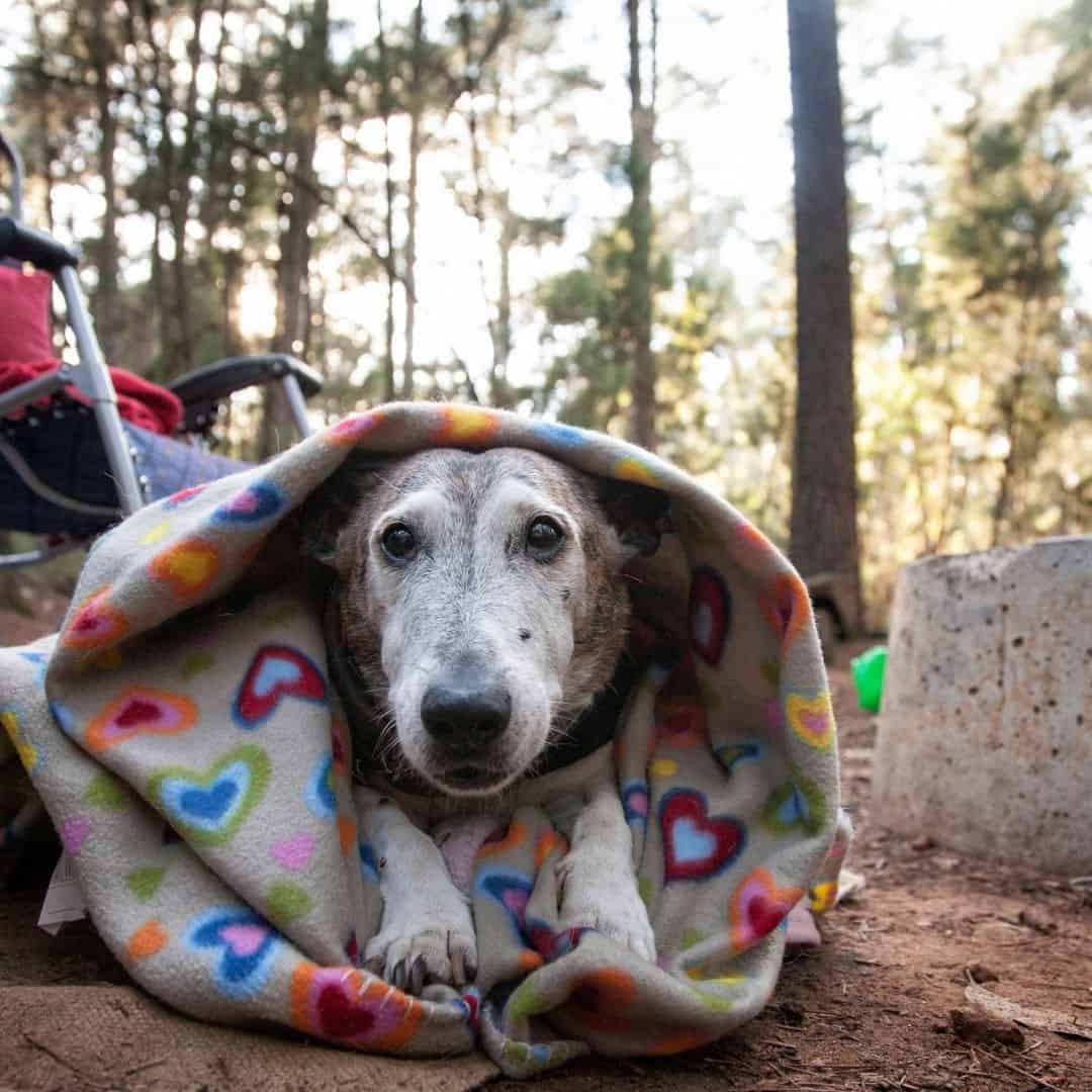 How To Take Your Dog Camping