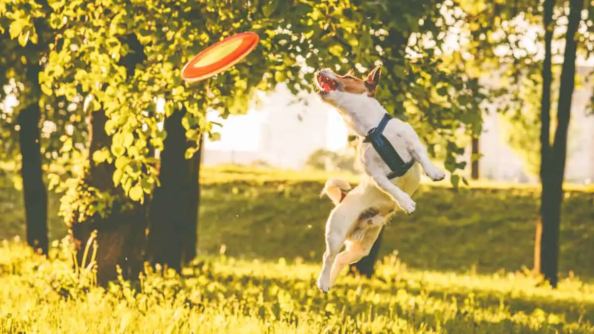 Photograph of a dog jumping to catch a frisbee in summer