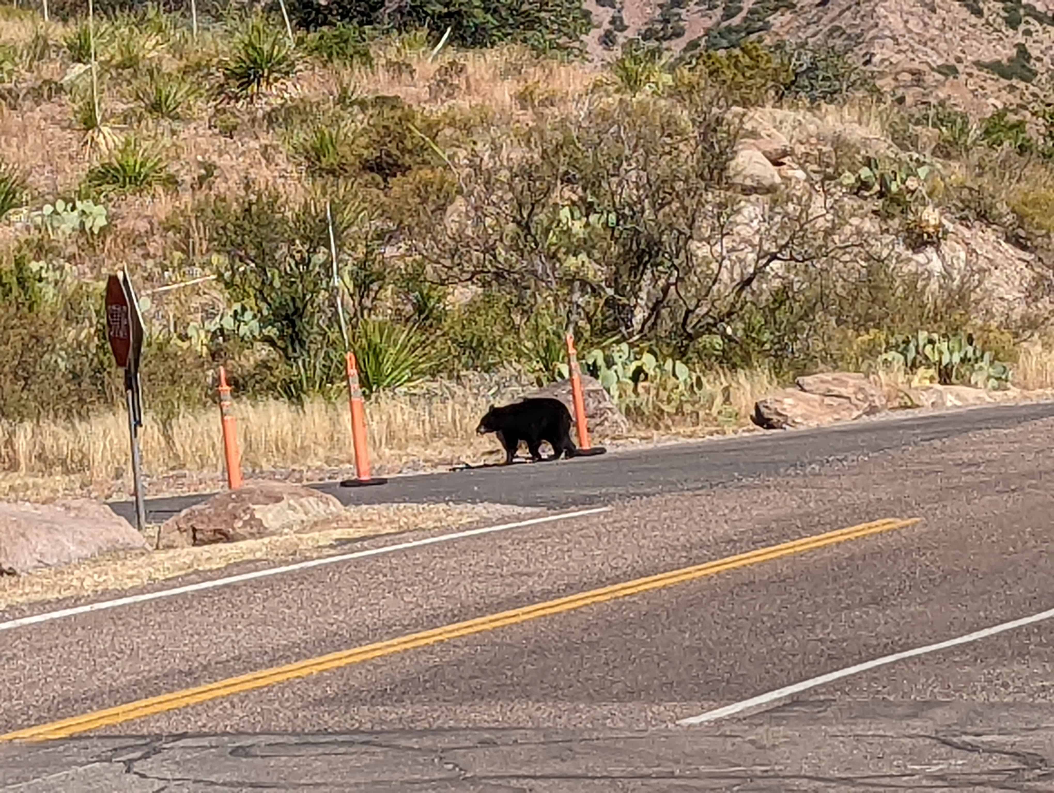bear walking across a road in Big Bend National Park